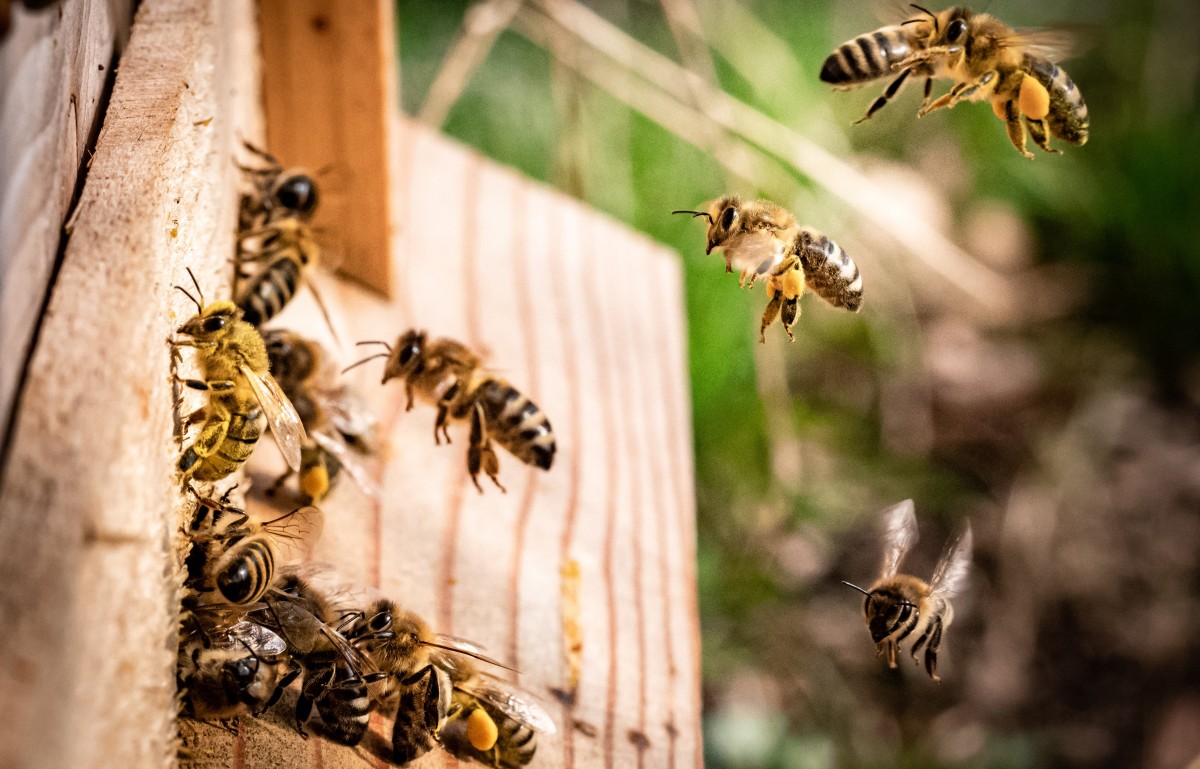 Bees